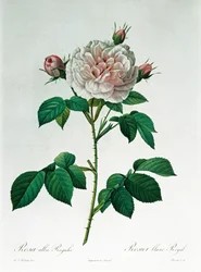 ベッサンが刻んだローザアルバレガリス